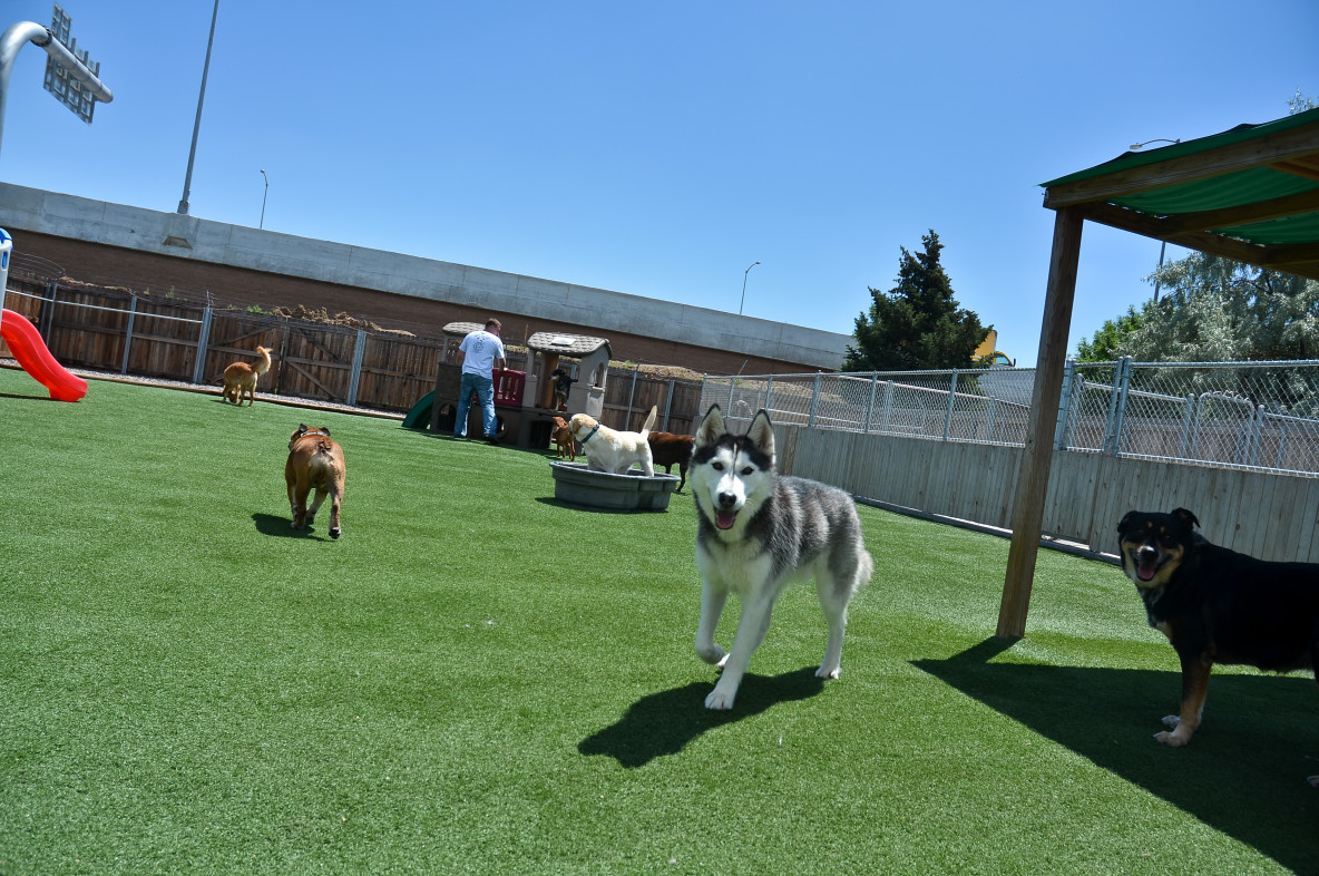 The Benefits are Endless! – Dog Daycare Aurora | Boarding & Beyond