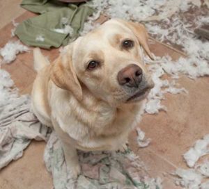 Dog Boarding and Daycare help a bored dog