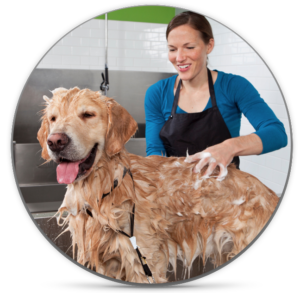 dog being groomed at boarding and beyond