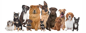 we love all dogs at our dog kennel in aurora co