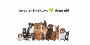Dogs Posing for a Group Picture at Boarding and Beyond
