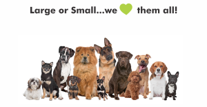 group of dogs posing we love your dog