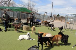 dogs playing during dog daycare