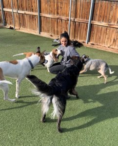 Girl petting dogs during dog boarding playtime