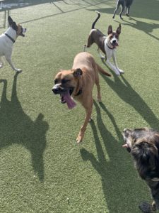 Dogs playing and having fun