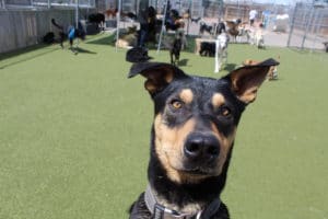 Dog taking selfie at dog daycare