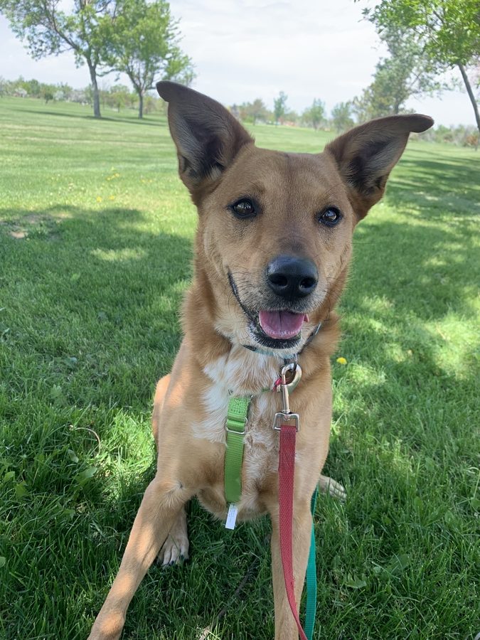 A dog on a walk at Boarding & Beyond
