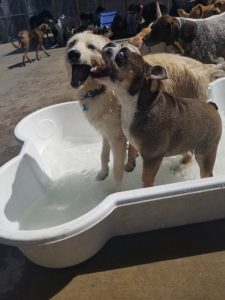 Dogs barking in a dog pool