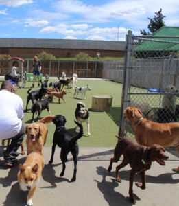 Dogs playing in dog daycare at Boarding & Beyond