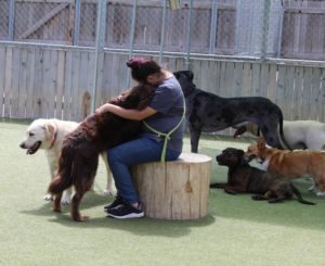 Girl hugging dog at Boarding & Beyond