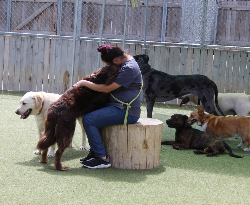Girl hugging dog at Boarding & Beyond