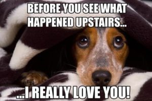Dog looking guilty