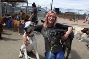 dog daycare aurora
