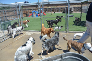 dog day care aurora
